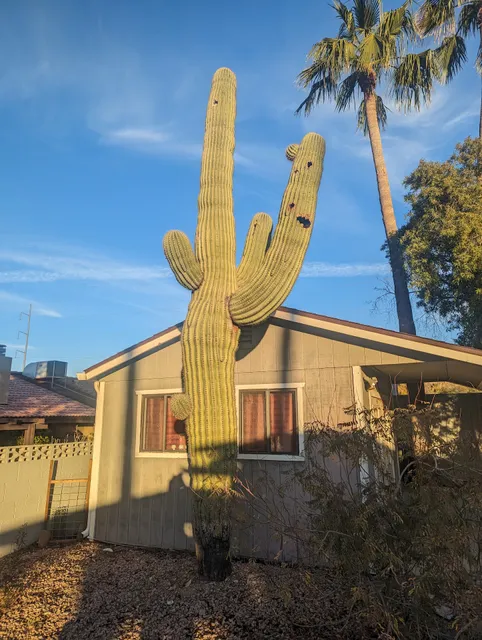 The Cactus Doctor