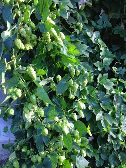 Hunter's Brewing LLC