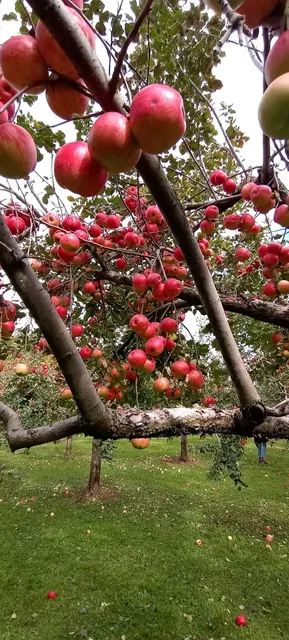 Rooty's Apple Orchard