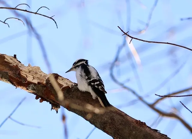Parc de l'Anse-à-l'Orme (Forêt-Sentiers)