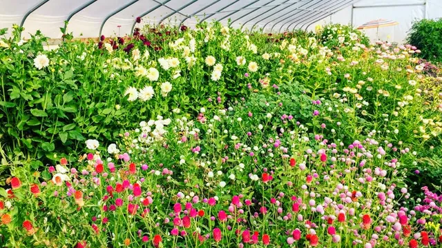 Chateau Monette Flower Farm