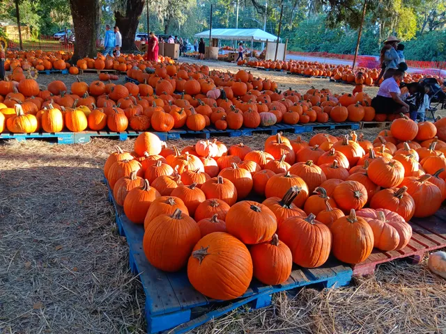 Ortega Pumpkin Patch