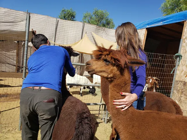 Treasured time with farm animals