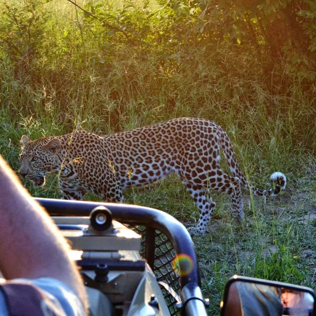 African Safari Company