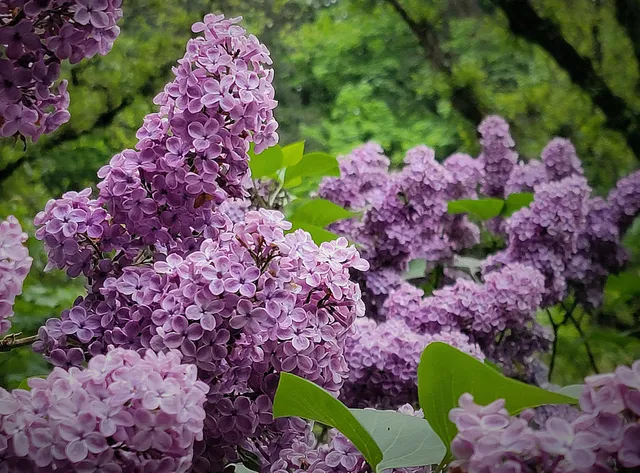 Duniway Park Lilac Garden
