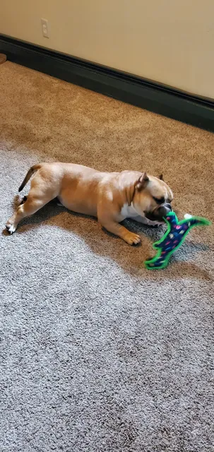 Pet Supplies 'N' More