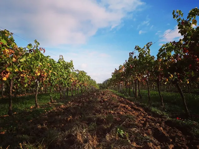 Château Haut Garriga - Vignobles Barreau