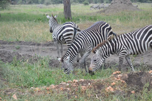 KILISERENGORO TOURS :Kilimanjaro Hiking Company | Tanzania 2-3-4-5 Days Safari Serengeti Migration | Tour Operators in Moshi