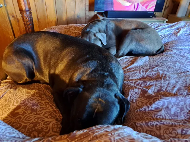 Ashley Veterinary Clinic Inc