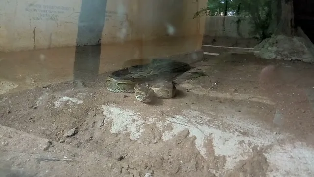 Genesis snake park and motel