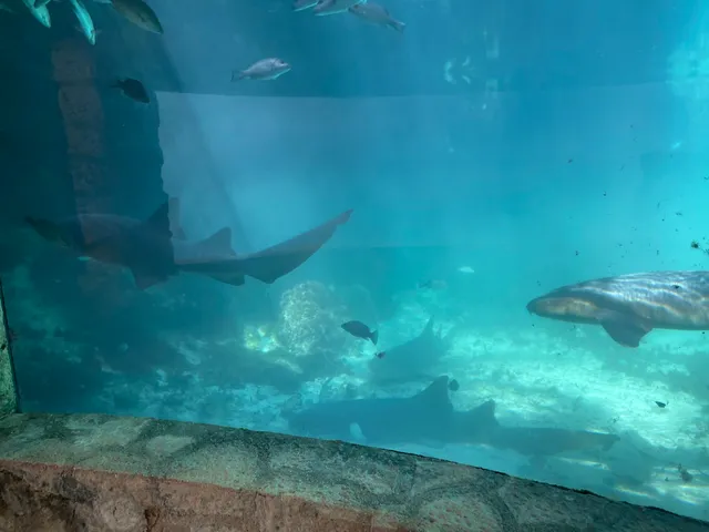 Coral Reef Aquarium Xcaret