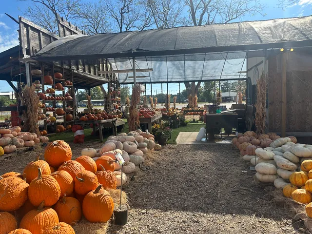 Rosehill Palms Pumpkin Patch