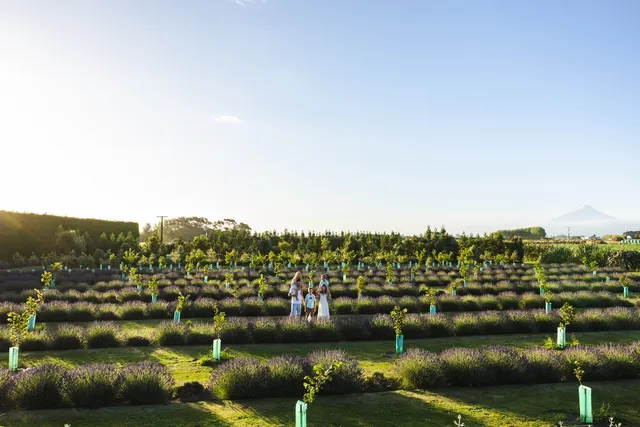 Mountain Road Estate