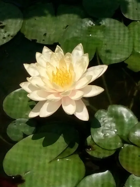 Com Lam Thon Viet Restaurant