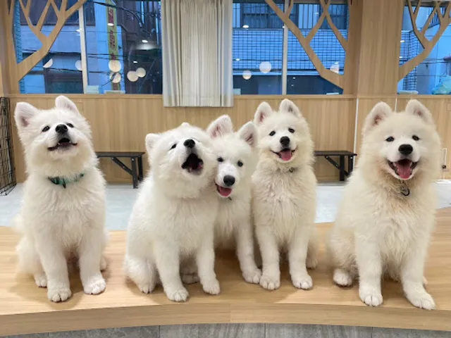 サモエドカフェ アル 横浜中華街店