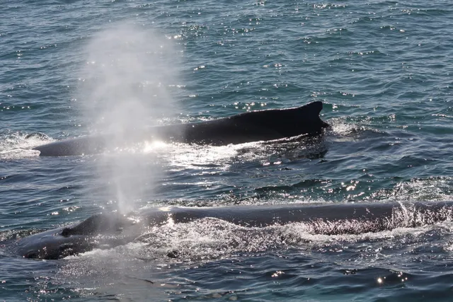 Digby Municipal District