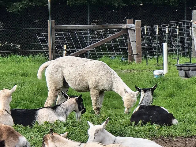 Harley Farms Goat Dairy