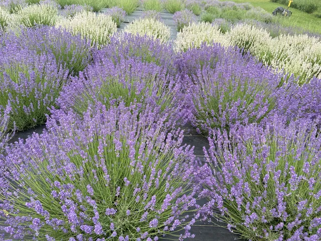 Country Lavender & Orchard, LLC