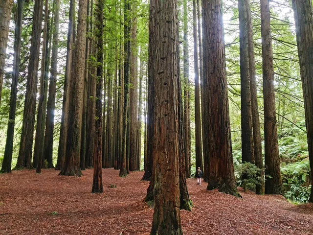 Californian Redwoods