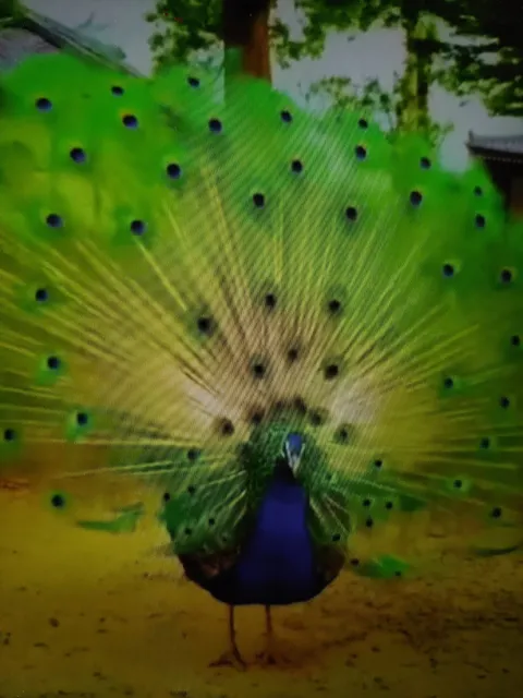 Galerie 7 Radl Alfred