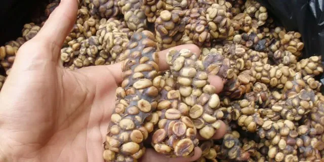 Jual Kopi Luwak Gayo Asli