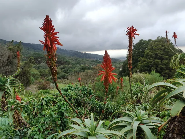 Kirstenbosch Garden of Extinction