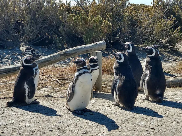 Reserva Provincial Cabo Vírgenes