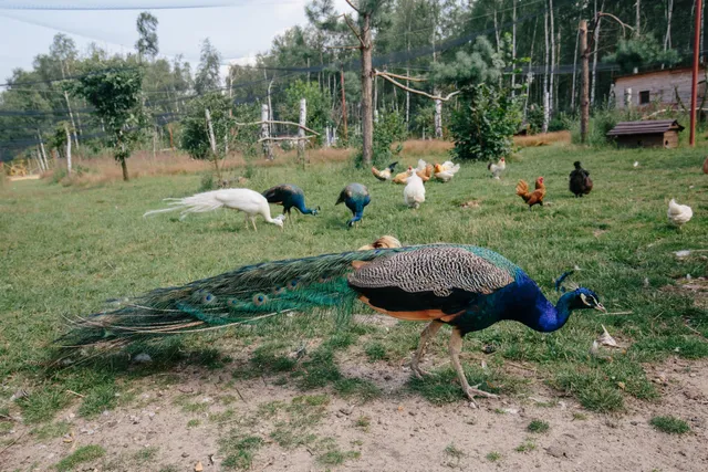 "Owczarkowa Zagroda"