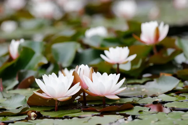 Parc de la Butte aux Grès