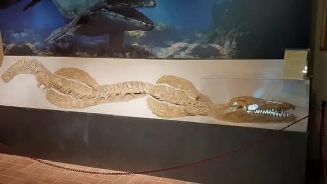 Museo di Storia Naturale “Fondazione Oppelide”