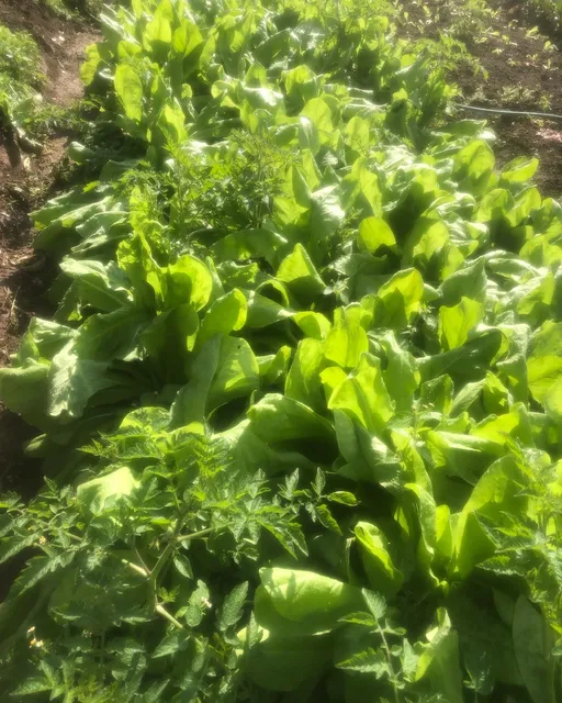 Fishing Green Valley