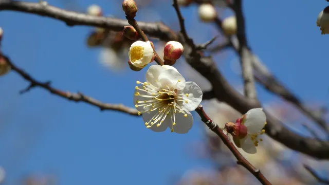 Tagara Plum Grove Park