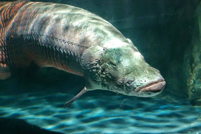 Tateshina Amusement Aquarium