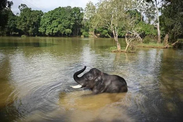Dubare Elephant Bathing Spot