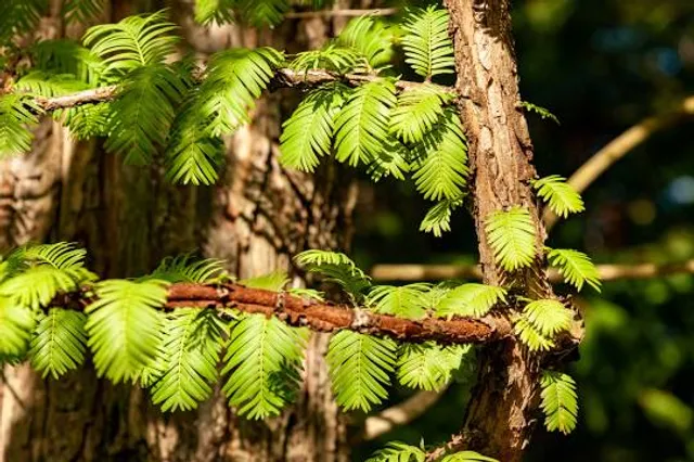 Arboretum of Groenendaal