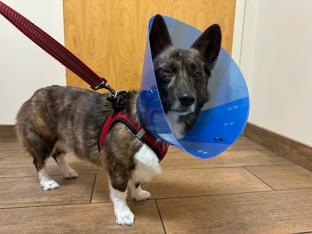 Veterinary Emergency Clinic of Central Florida | Orlando, FL