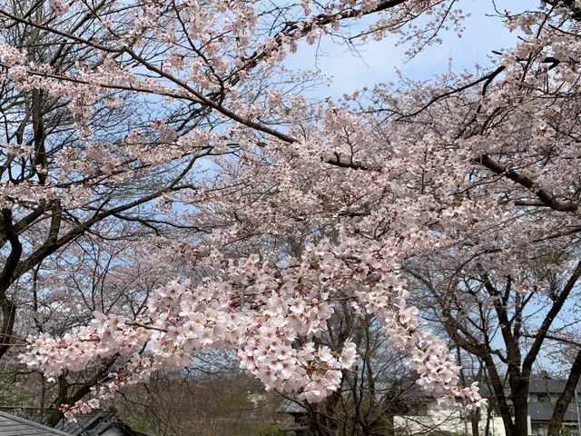 勝山公園 桜見本園