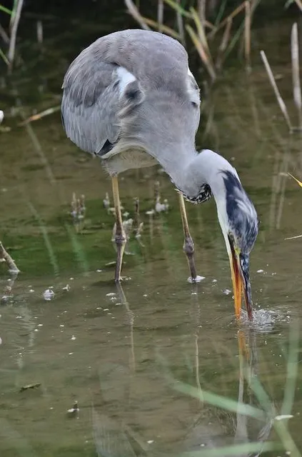 Reserva Natural de Sebes - Flix