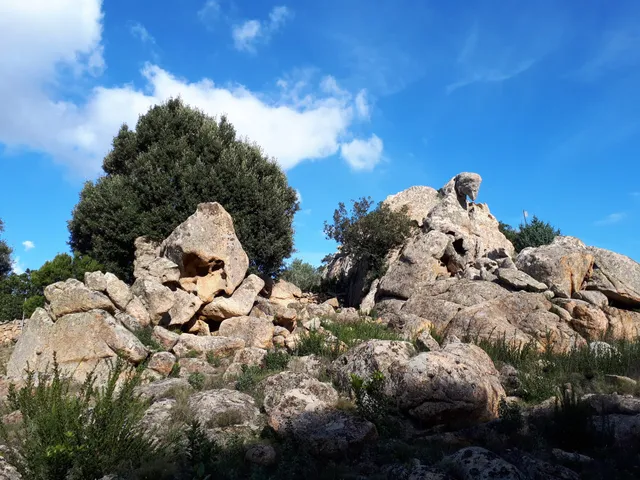 Foresta di Monte Olia