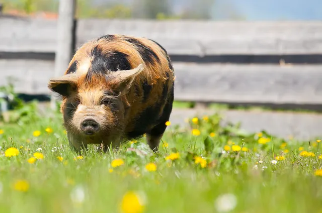 Gut Aiderbichl Henndorf