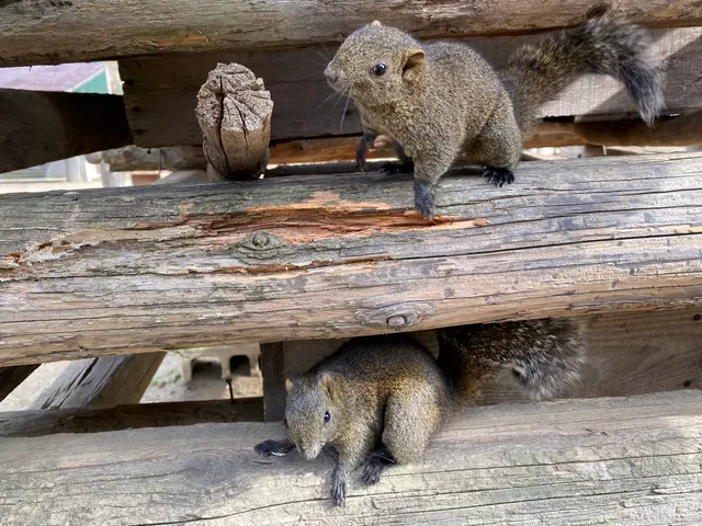 Fureaino Sato Squirrel Garden
