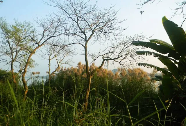 JAGADISH CHANDRA BOSE INDIAN BOTANIC GARDEN