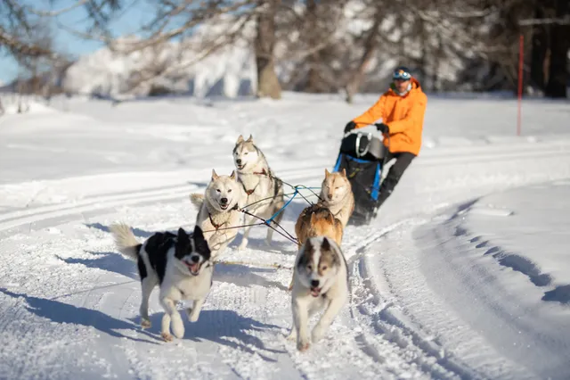 Chiens de traîneau Hautes-Alpes Mushing Addict