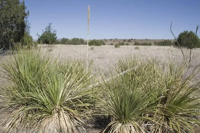 Chihuahuan Desert Research Institute
