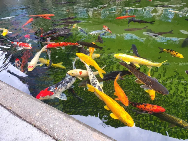 The Koi Garden