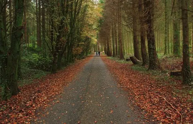 Monivea Woods