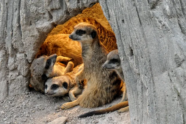 Zoologischer Stadtgarten