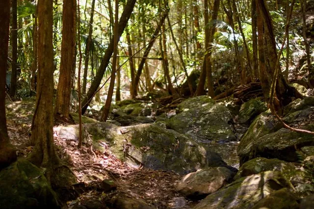 Forest of Tranquility