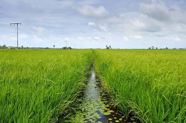 Sekinchan Padi Fields