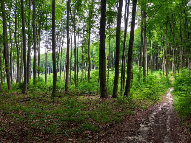 Rezerwat Góra Stołowa im. Ryszarda Malika